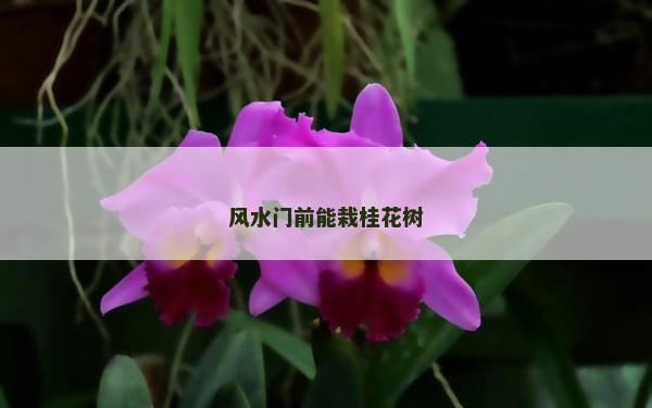 风水门前能栽桂花树