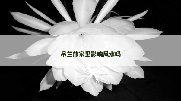 吊兰放家里影响风水吗