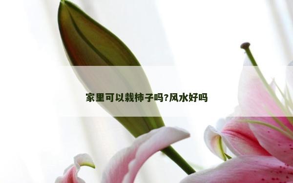 家里可以栽柿子吗?风水好吗