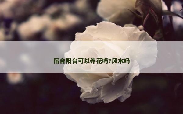 宿舍阳台可以养花吗?风水吗