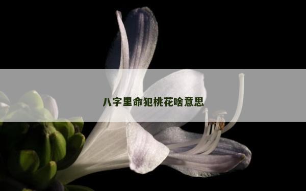 八字里命犯桃花啥意思