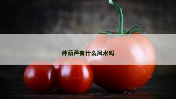 种葫芦有什么风水吗