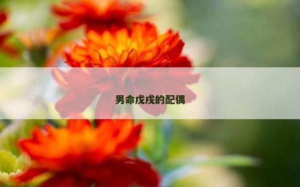 男命戊戌的配偶