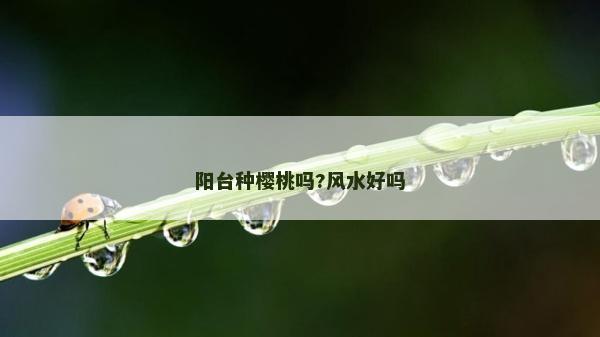阳台种樱桃吗?风水好吗