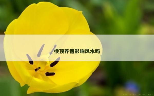 楼顶养猪影响风水吗