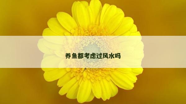 养鱼都考虑过风水吗