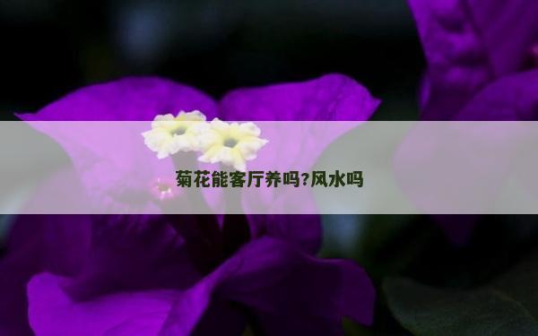 菊花能客厅养吗?风水吗