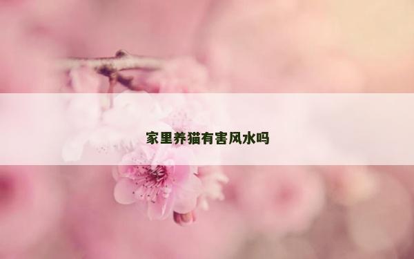 家里养猫有害风水吗
