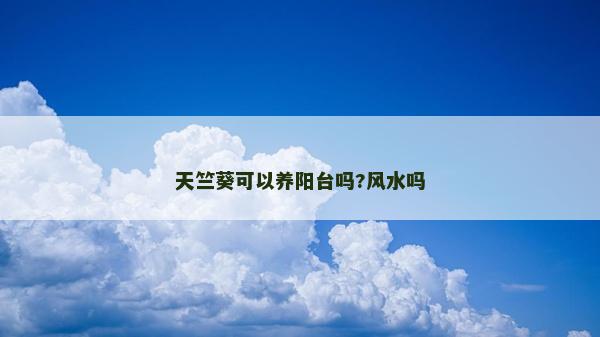 天竺葵可以养阳台吗?风水吗