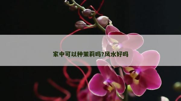 家中可以种茉莉吗?风水好吗