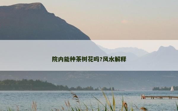院内能种茶树花吗?风水解释