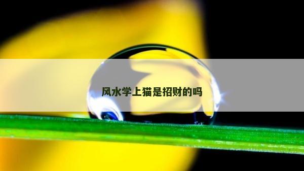 风水学上猫是招财的吗