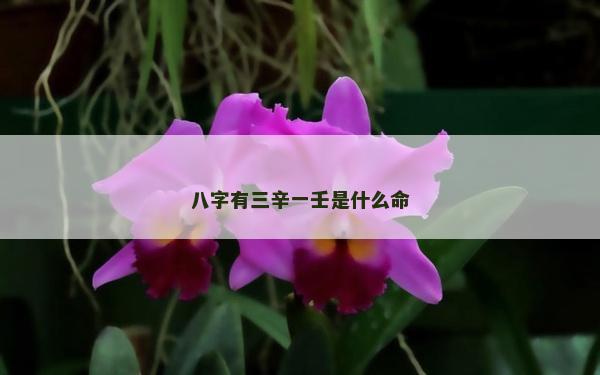 八字有三辛一壬是什么命