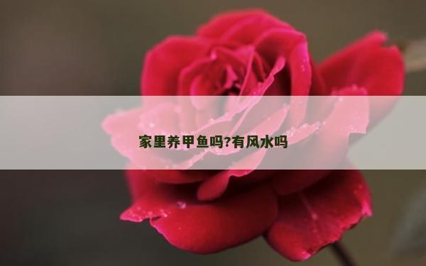 家里养甲鱼吗?有风水吗