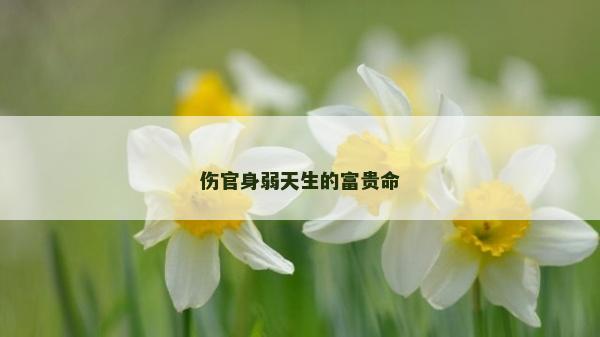 伤官身弱天生的富贵命