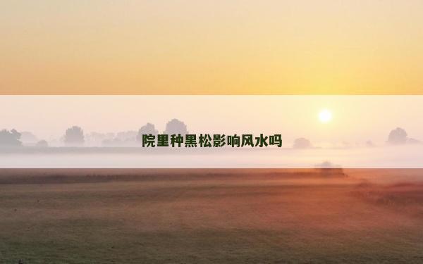 院里种黑松影响风水吗