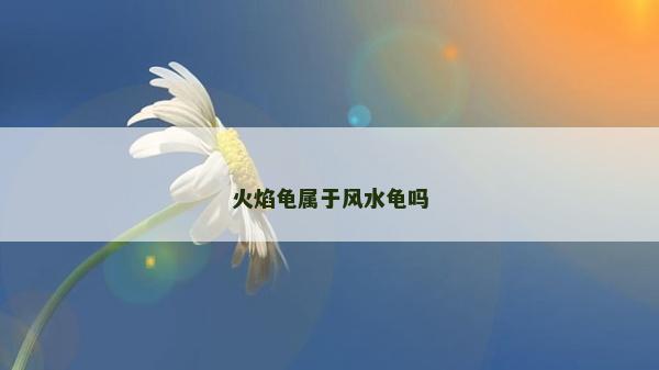 火焰龟属于风水龟吗