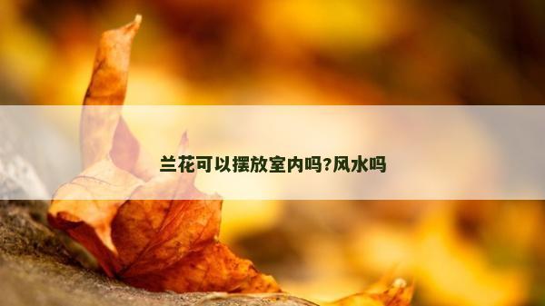 兰花可以摆放室内吗?风水吗