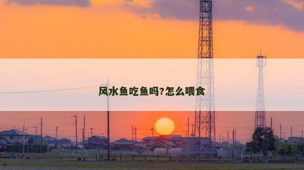 风水鱼吃鱼吗?怎么喂食