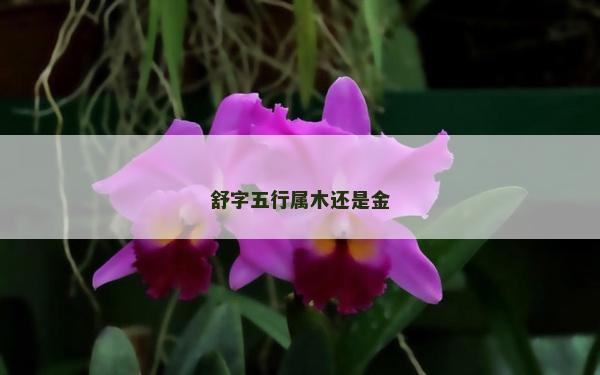 舒字五行属木还是金