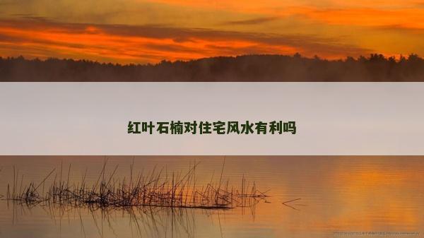红叶石楠对住宅风水有利吗