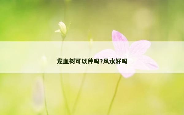 龙血树可以种吗?风水好吗