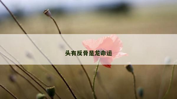 头有反骨是龙命运