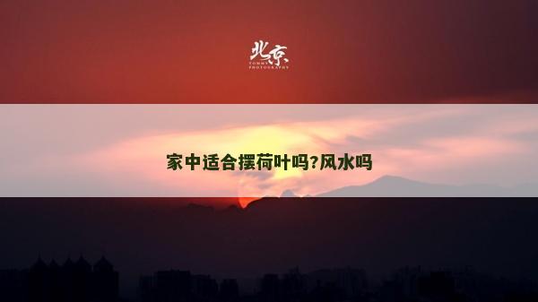 家中适合摆荷叶吗?风水吗