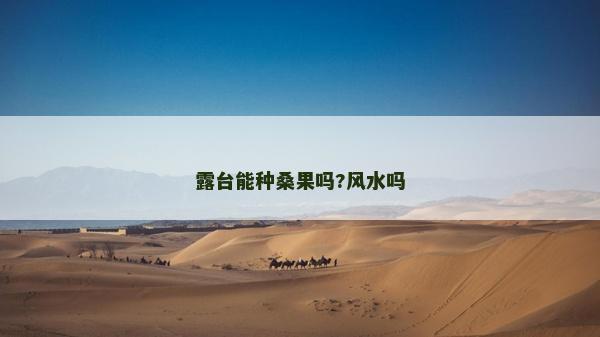 露台能种桑果吗?风水吗