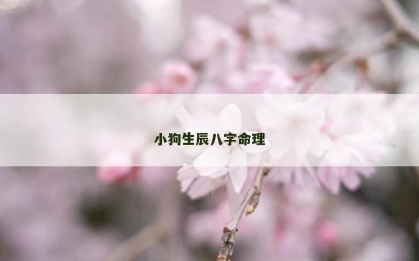 小狗生辰八字命理