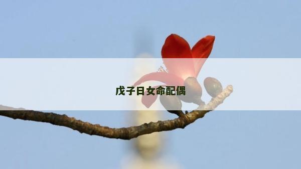 戊子日女命配偶