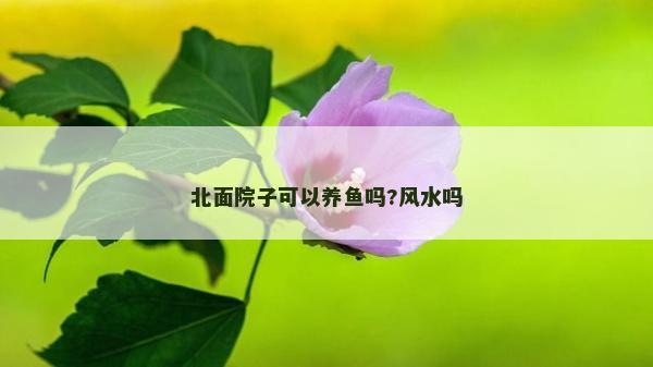 北面院子可以养鱼吗?风水吗