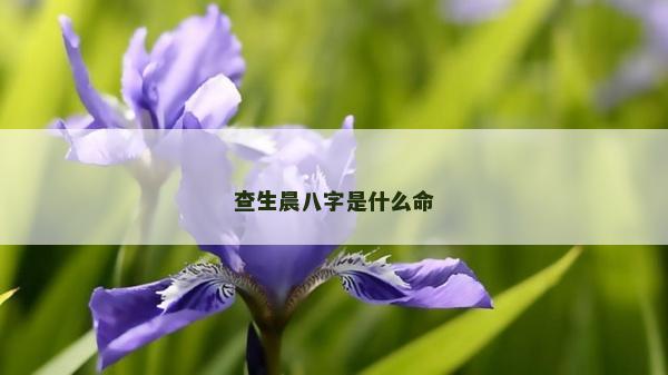 查生晨八字是什么命