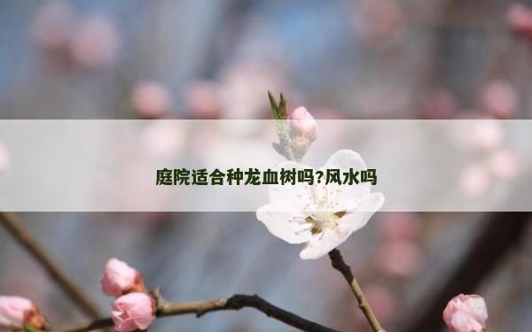 庭院适合种龙血树吗?风水吗