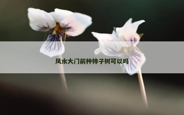 风水大门前种柿子树可以吗