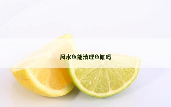 风水鱼能清理鱼缸吗