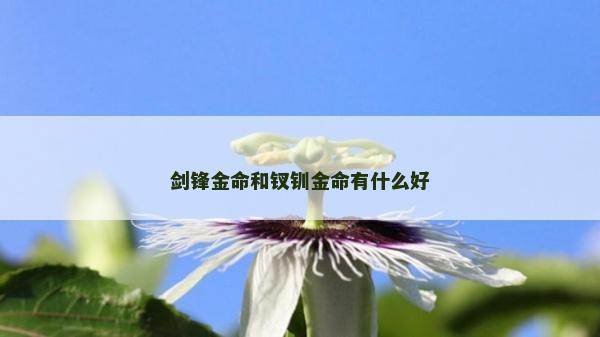 剑锋金命和钗钏金命有什么好
