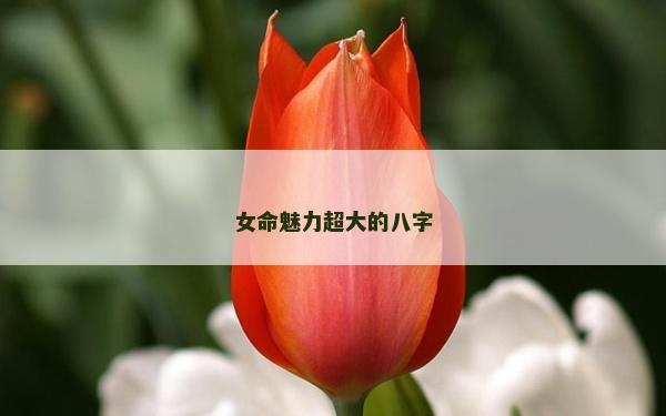 女命魅力超大的八字