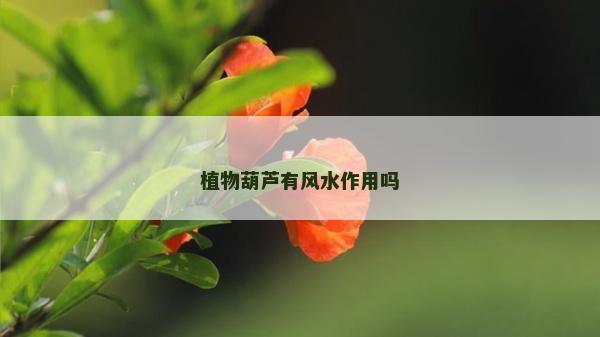 植物葫芦有风水作用吗