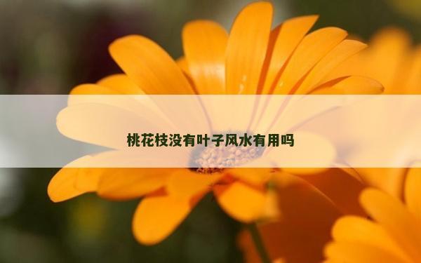 桃花枝没有叶子风水有用吗