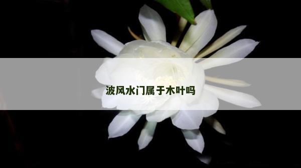 波风水门属于木叶吗