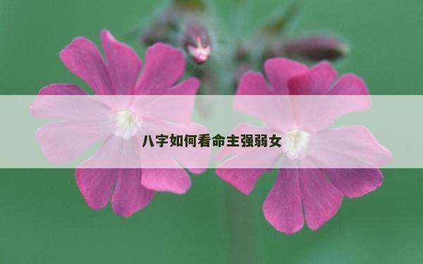 八字如何看命主强弱女