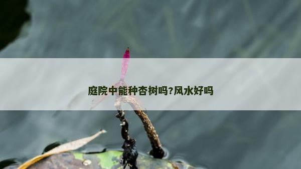 庭院中能种杏树吗?风水好吗