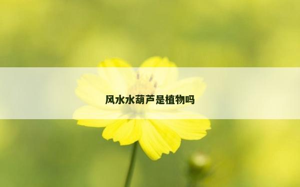 风水水葫芦是植物吗