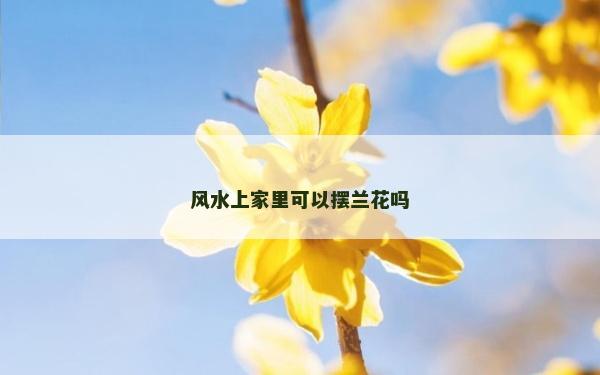 风水上家里可以摆兰花吗