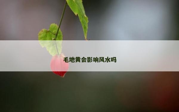 毛地黄会影响风水吗