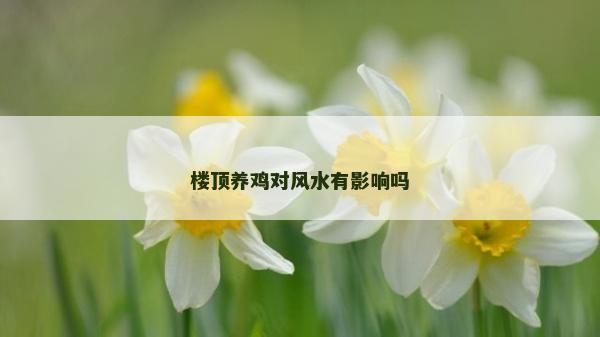 楼顶养鸡对风水有影响吗