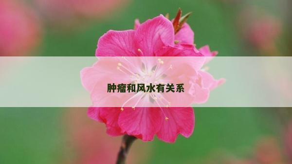肿瘤和风水有关系