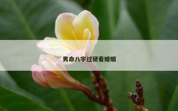男命八字过硬看婚姻