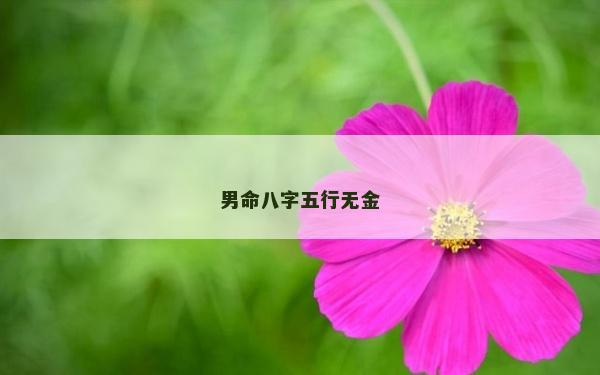 男命八字五行无金